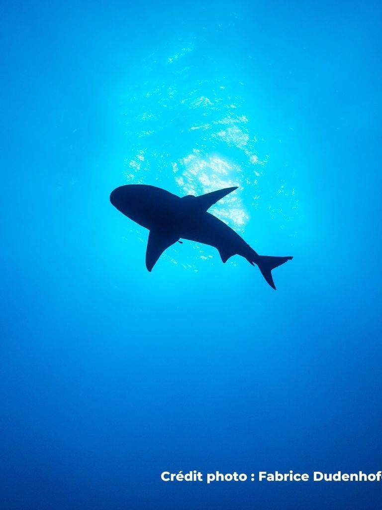 requin sous l'eau vue d'en bas